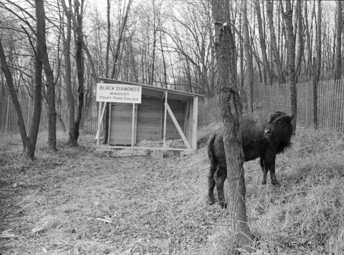 A bison in South Park