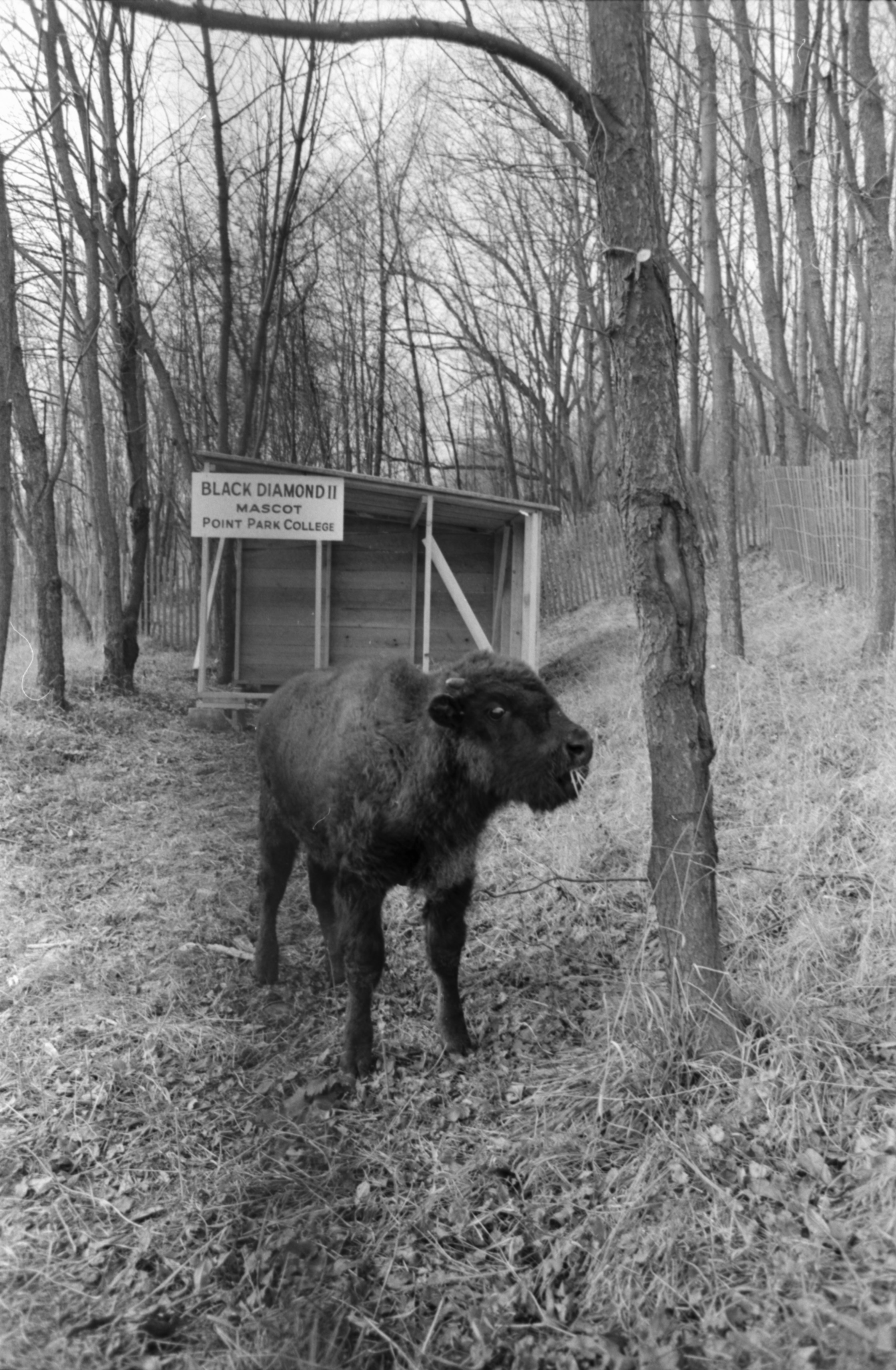 Black Diamond II, Mascot of Point Park College in his home at Pittsburgh’s South Park. ca. 1968