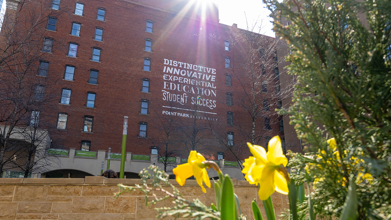 A daffodil blooms in Village Park. 