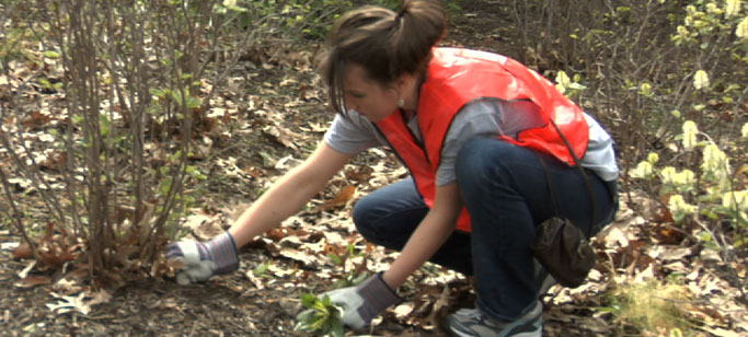 A female student weeds during a volunteer project for Pioneer Community Day.
