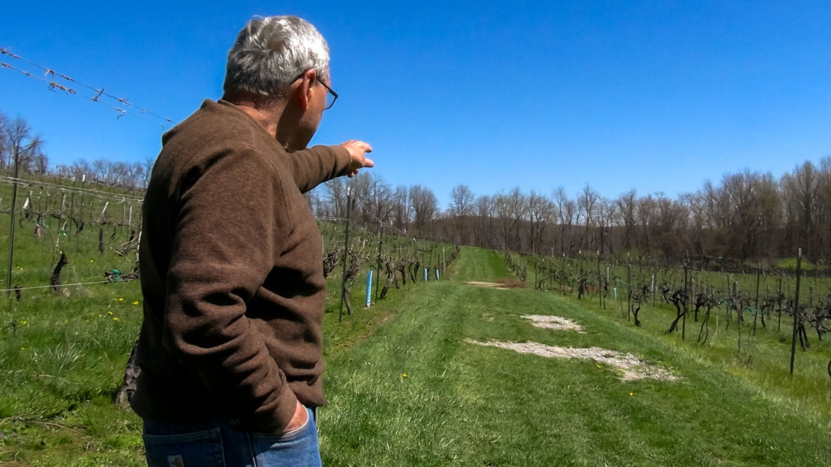 A man points to a vineyard.