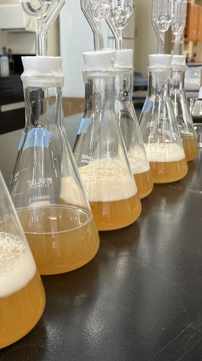 A row of beakers filled with beer and labeled different names.