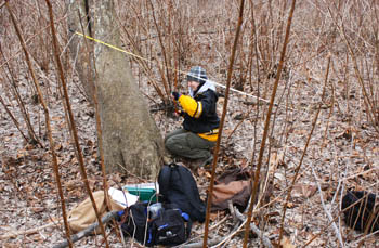 Pictured is Ingrid Reiland, a recent biological sciences graduate who performed research on tree cores from Sycamore Island. | Photo by Matthew Opdyke