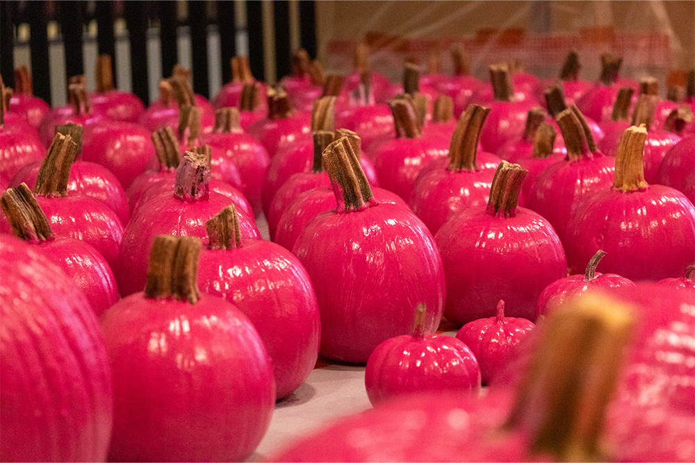 Pictured are several pumpkins painted hot pink.