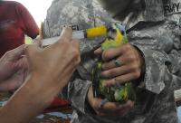 A Project HOPE member gives a bird a multivitamin after a child in Guyana brought the bird to be examined by veterinarians. | Photo by Kristopher Radder