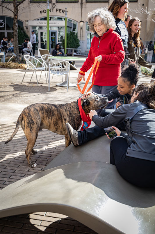 Students pet therapy dogs.
