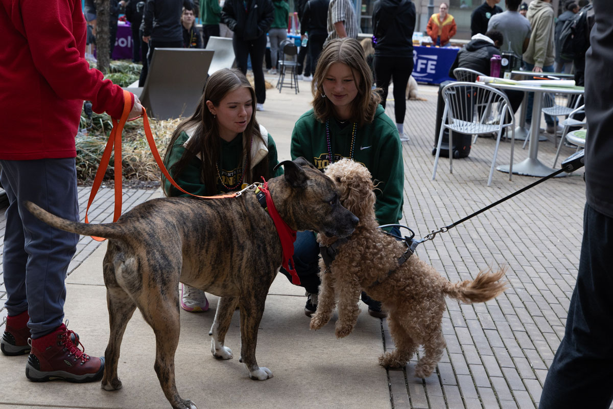 Students visit with therapy dogs.