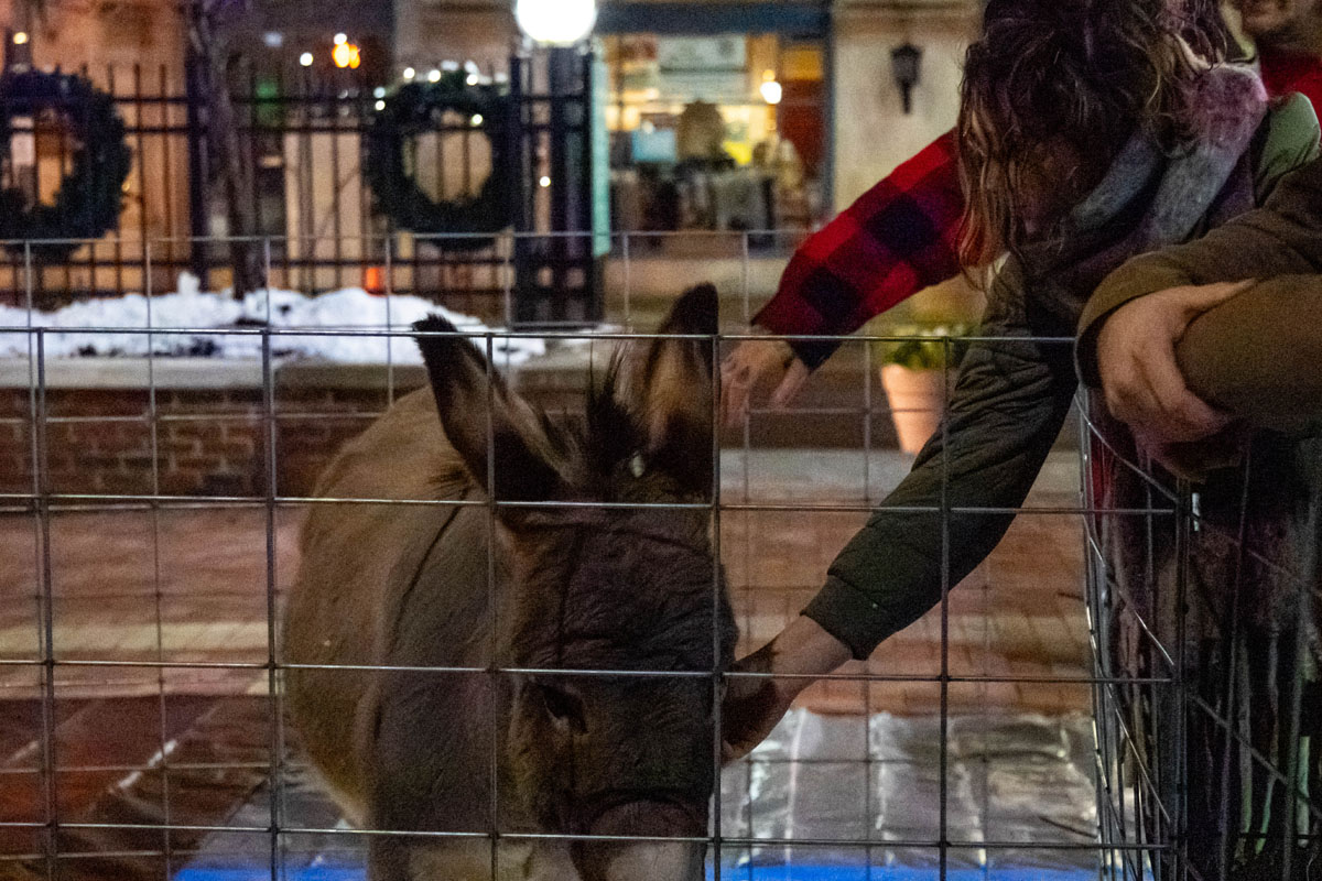 A donkey in a petting zoo.