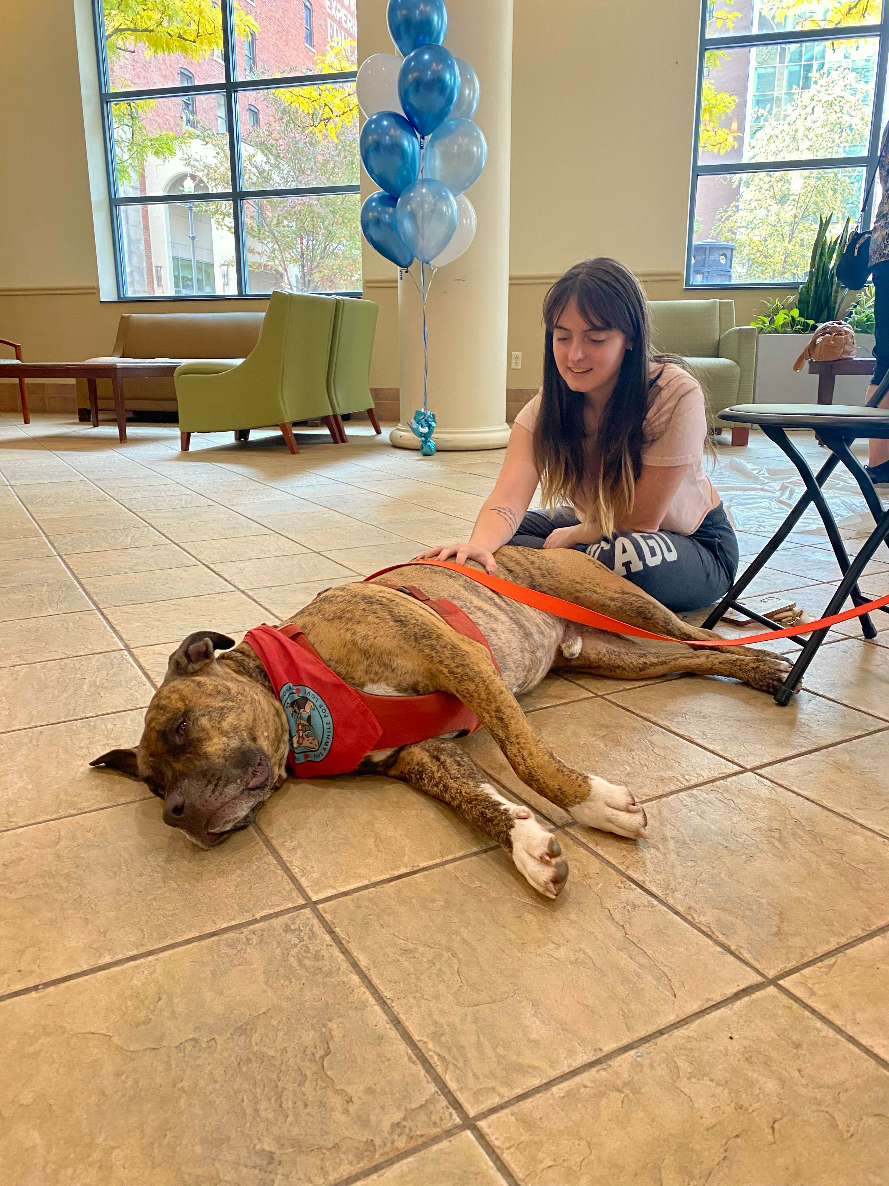 Therapy Dogs